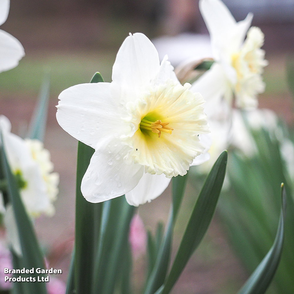 Narcissus 'White Diamonds Mixture' image