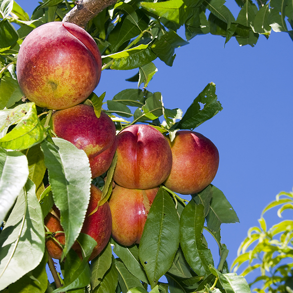 Nectarine 'Lord Napier' image