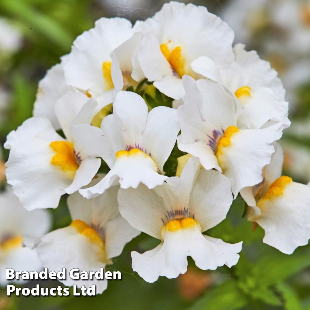 Nemesia Nesia White image