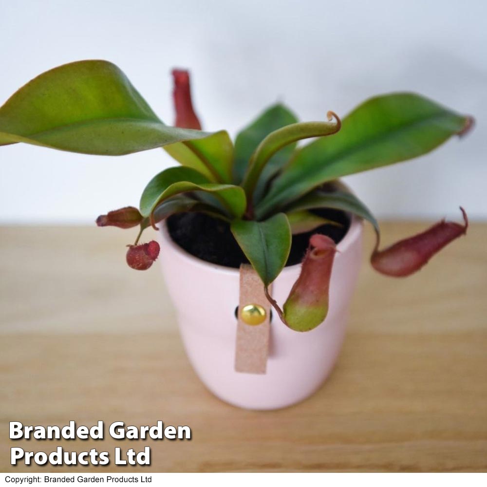 Nepenthes hybrider 'Blood Red' image