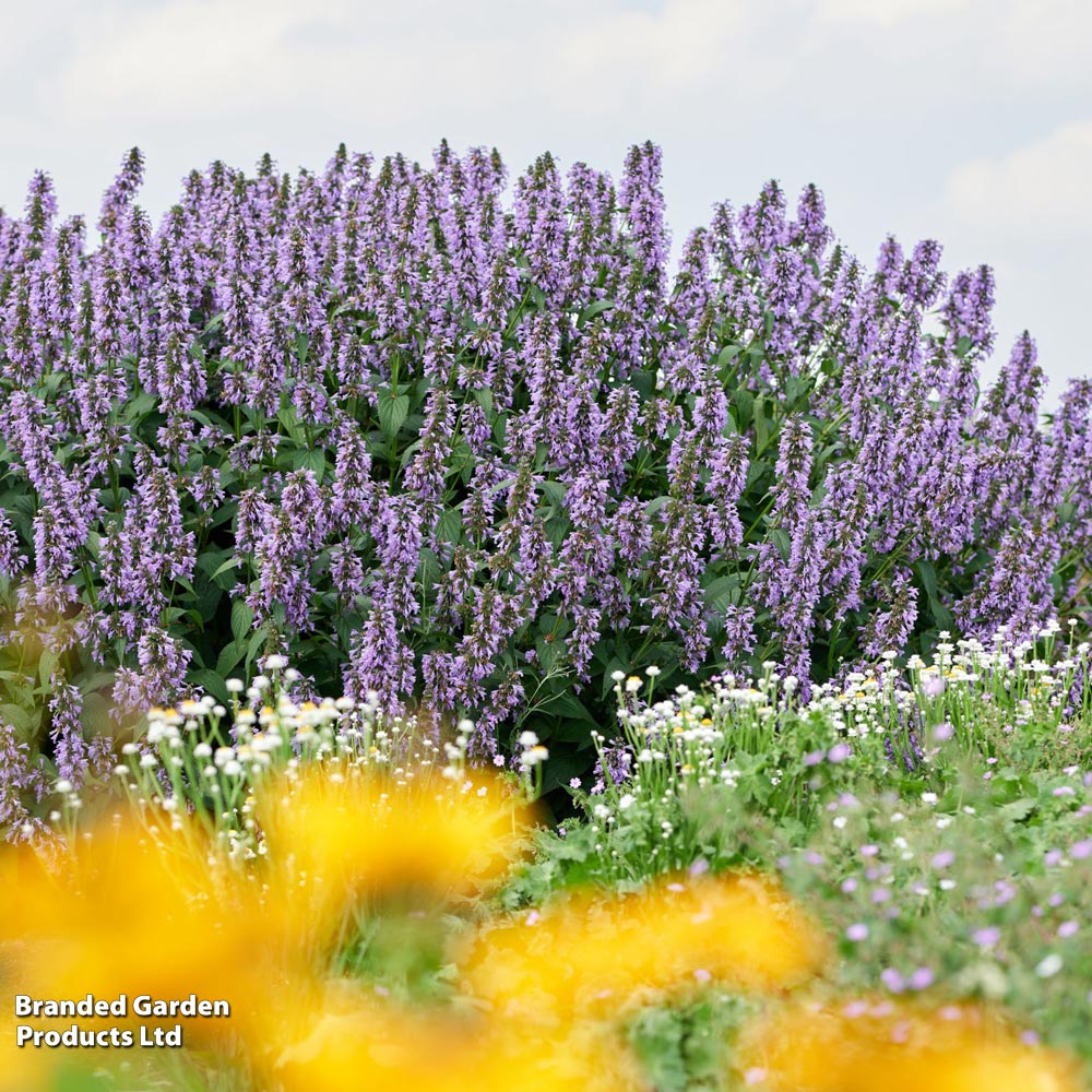 Nepeta 'Magical Mr Blue Sky' image