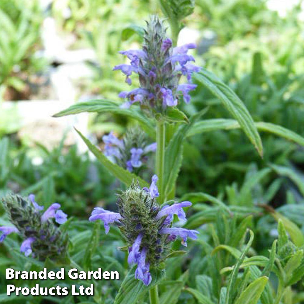 Nepeta nervosa image