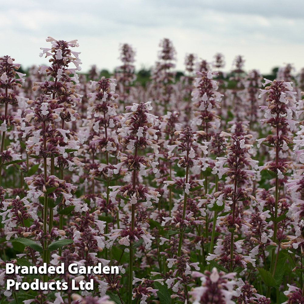 Nepeta nervosa 'Pink Candy' image