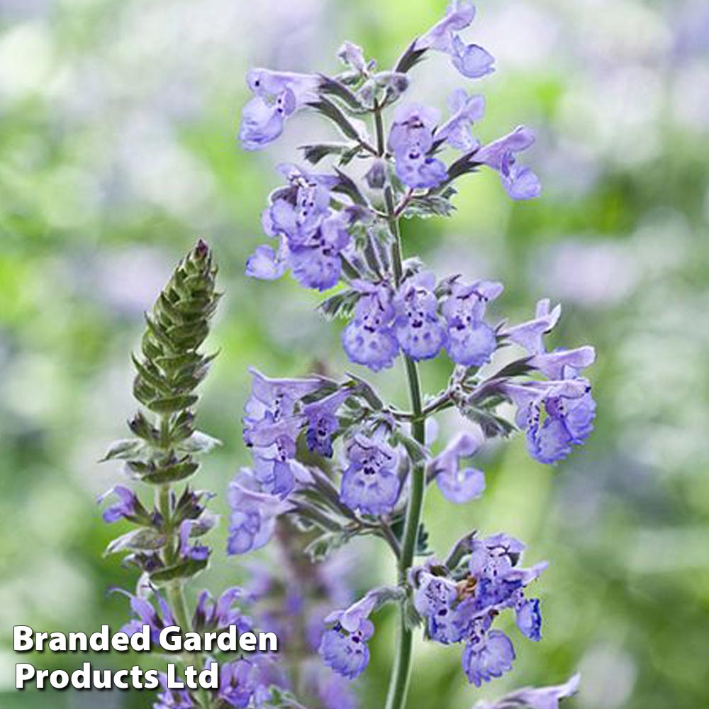 Nepeta racemosa image