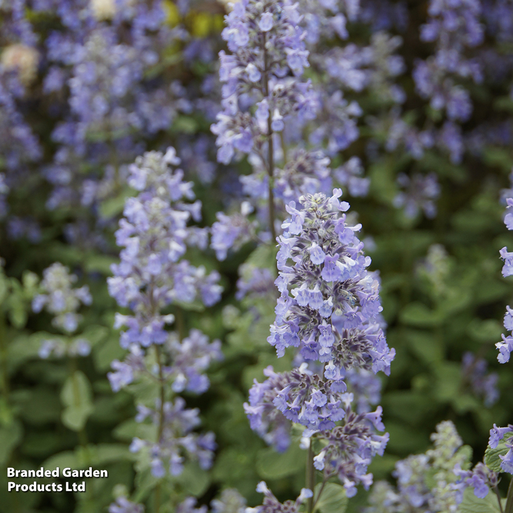 Nepeta grandiflora 'Summer Magic' image