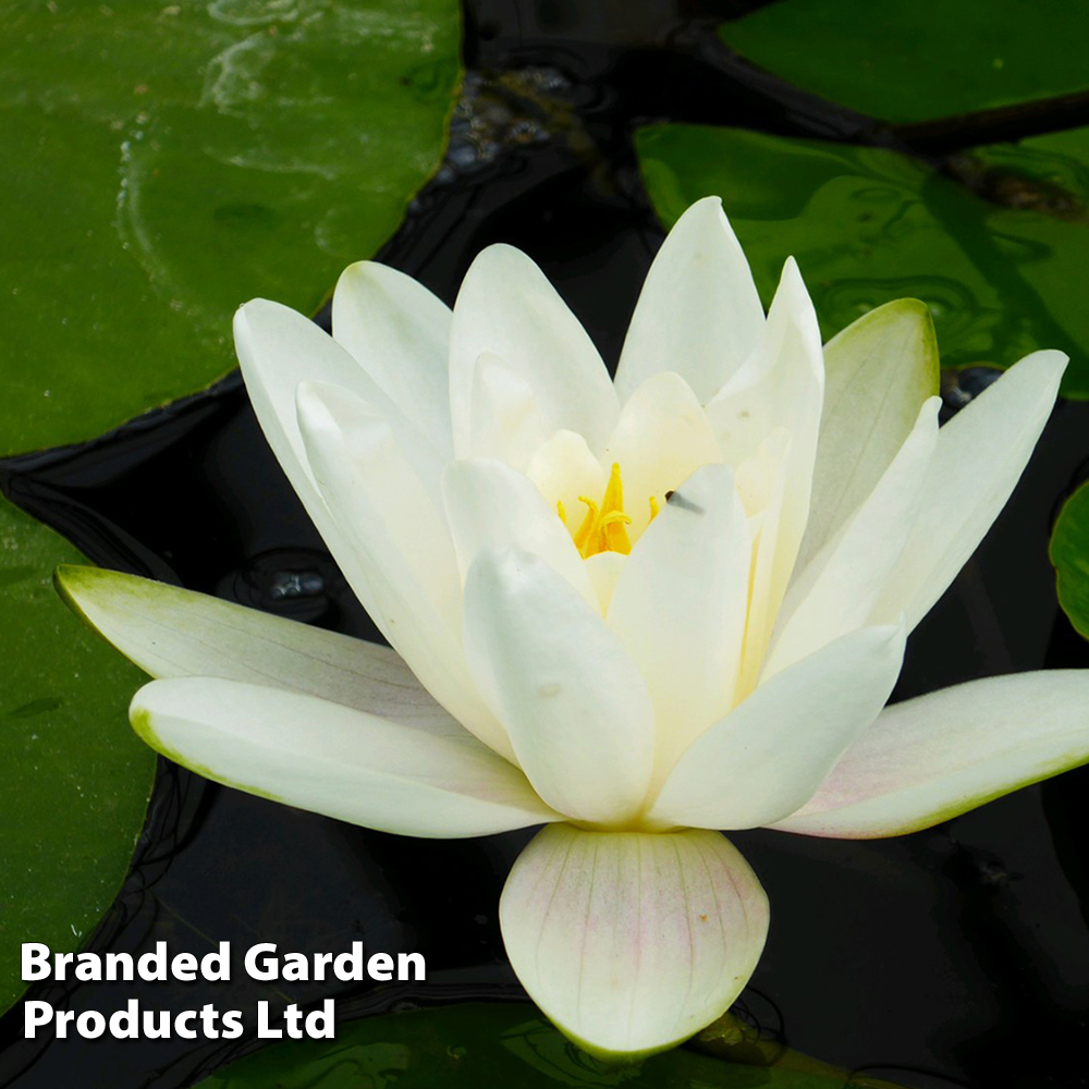 Nymphaea 'Albatross' (Deep Water Aquatic) image