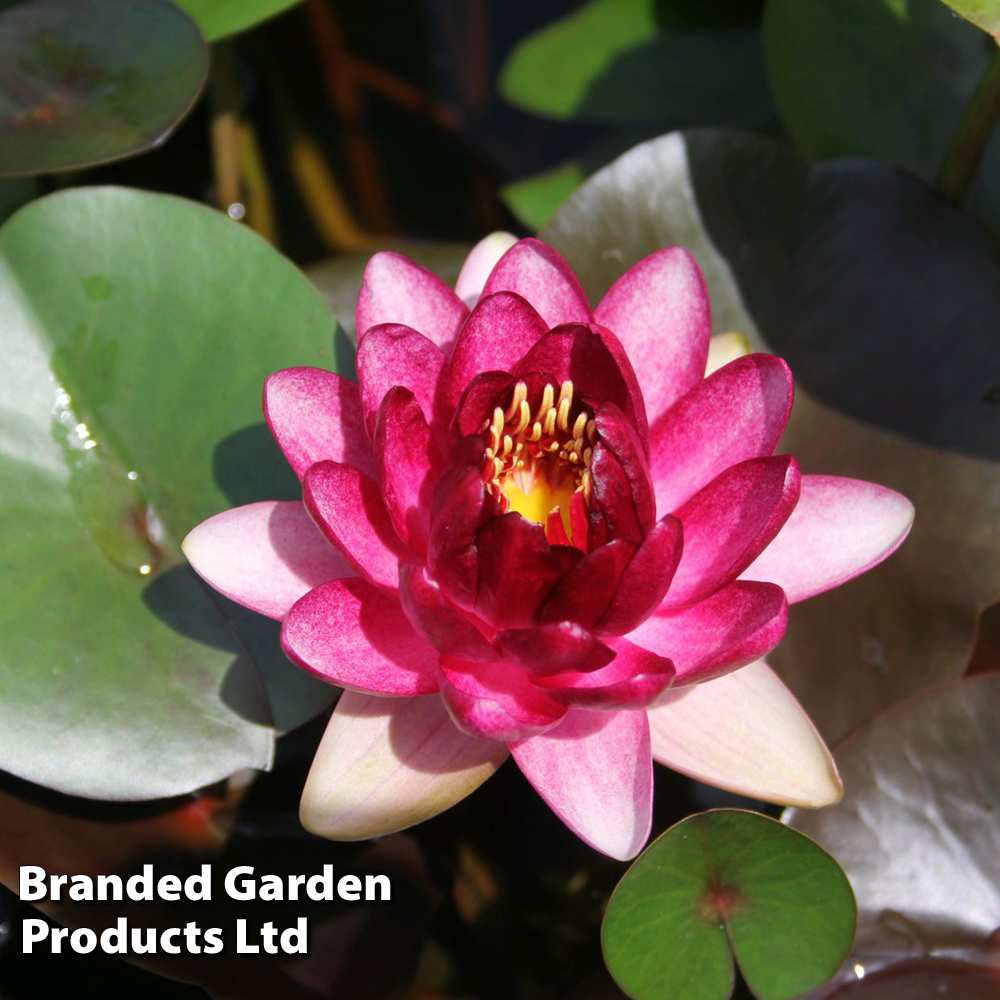 Nymphaea 'Almost Black' (Deep Water Aquatic) image