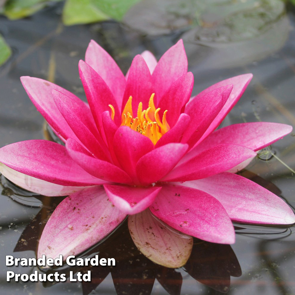 Nymphaea 'Attraction' (Deep Water Aquatic) image