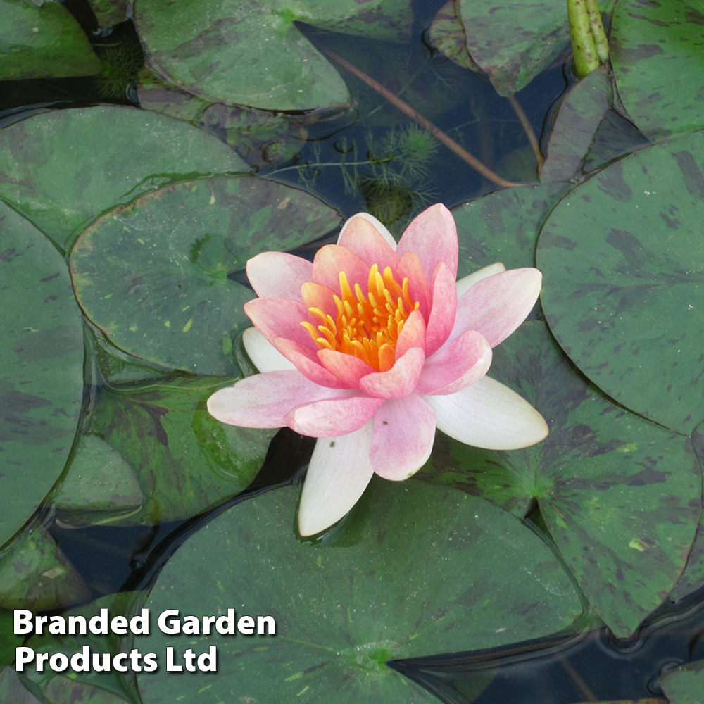 Nymphaea 'Aurora' (Deep Water Aquatic) image