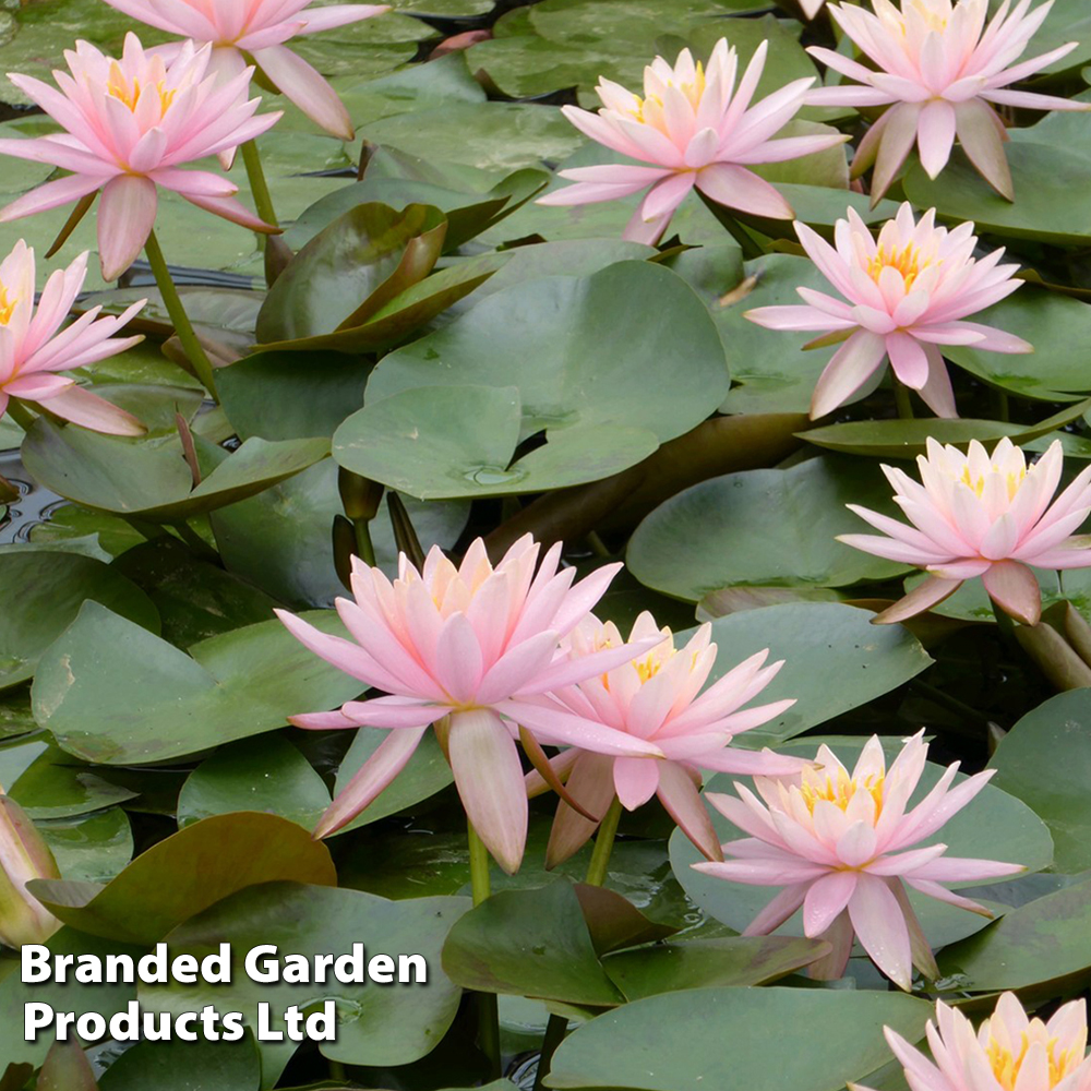 Nymphaea 'Colorado' (Deep Water Aquatic) image