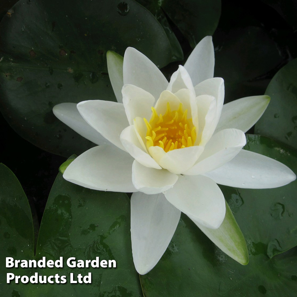 Nymphaea 'Gladstoniana' (Deep Water Aquatic) image