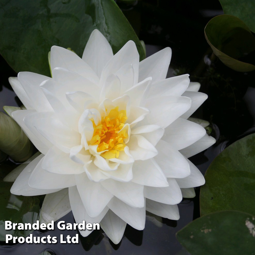 Nymphaea 'Gonnere' (Deep Water Aquatic) image