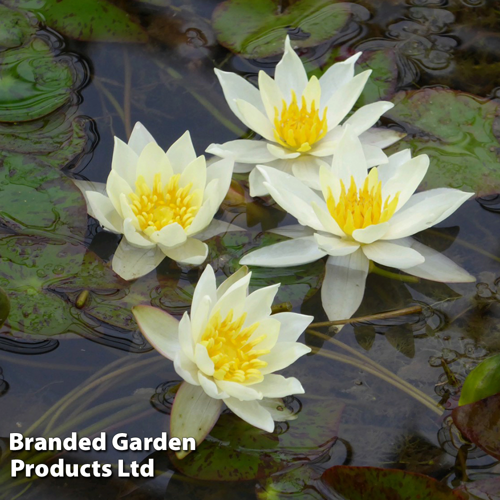 Nymphaea 'Pygmaea Helvola' (Deep Water Aquatic) image