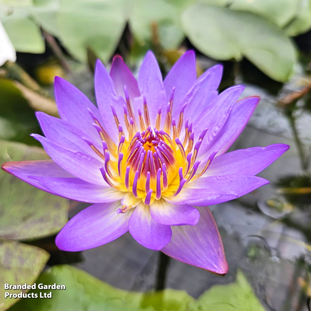 Water Lily 'Tropical Blue' (Deep Water Aquatic) image