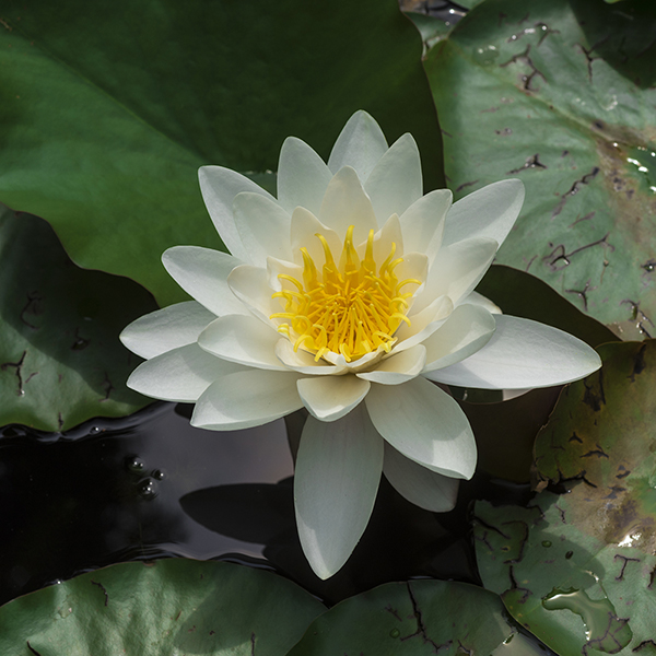 Water Lily White image