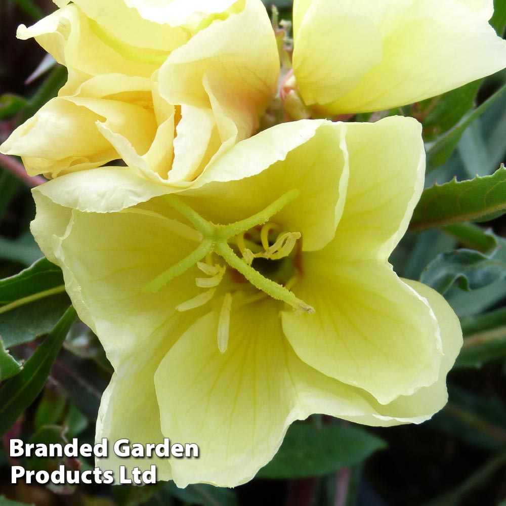 Oenothera 'Apricot Delight' image