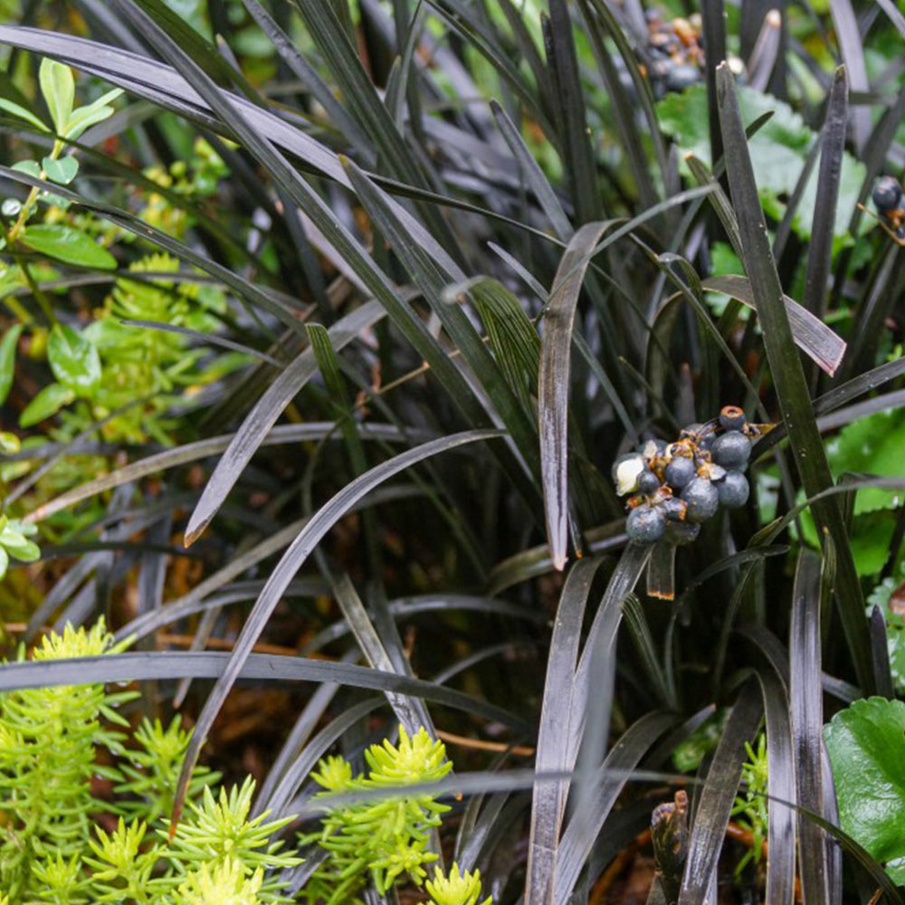 Ophiopogon planiscapus 'Nigrescens' image