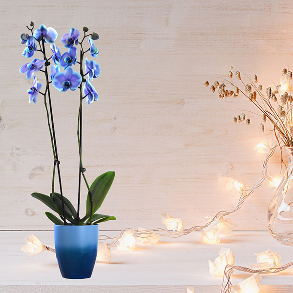 Phalaenopsis ?Blue Lagoon? (Double-stemmed) - Gift image