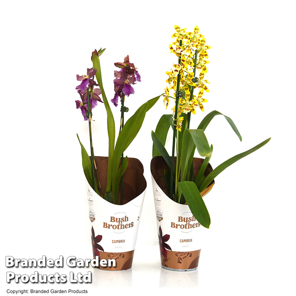 Orchid 'Cambria Mix' | Dobies