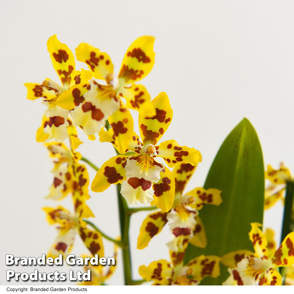 Orchid 'Cambria Mix' | Dobies