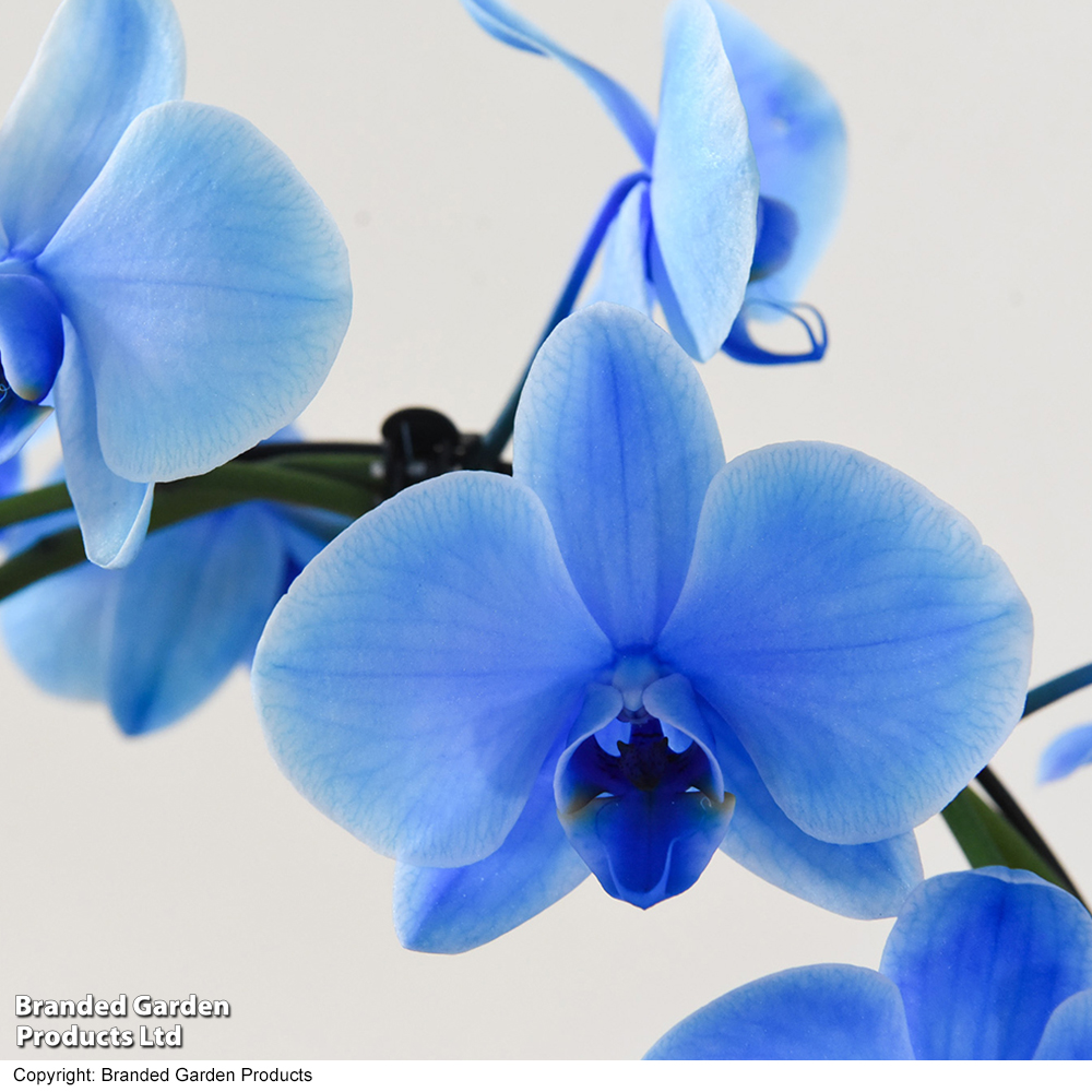 Phalaenopsis ?Circle Blue? - Gift image