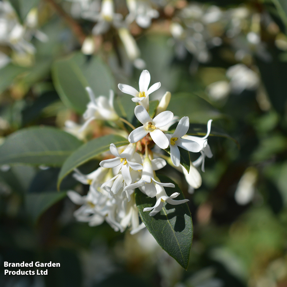 Osmanthus x burkwoodii image