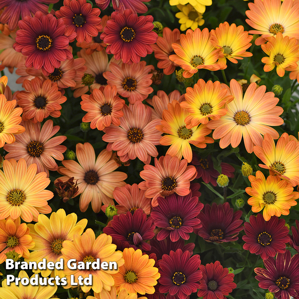 Osteospermum 'Akila Sunset Shades Mix' image