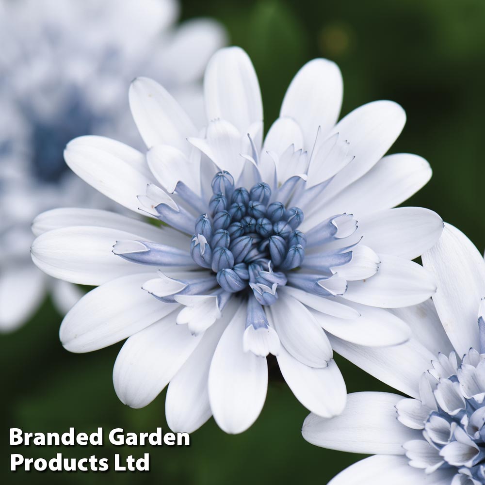 Osteospermum 'Erato Double Ice Blue' image