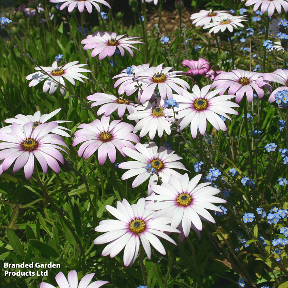 Osteospermum 'Lady Leitrim' image