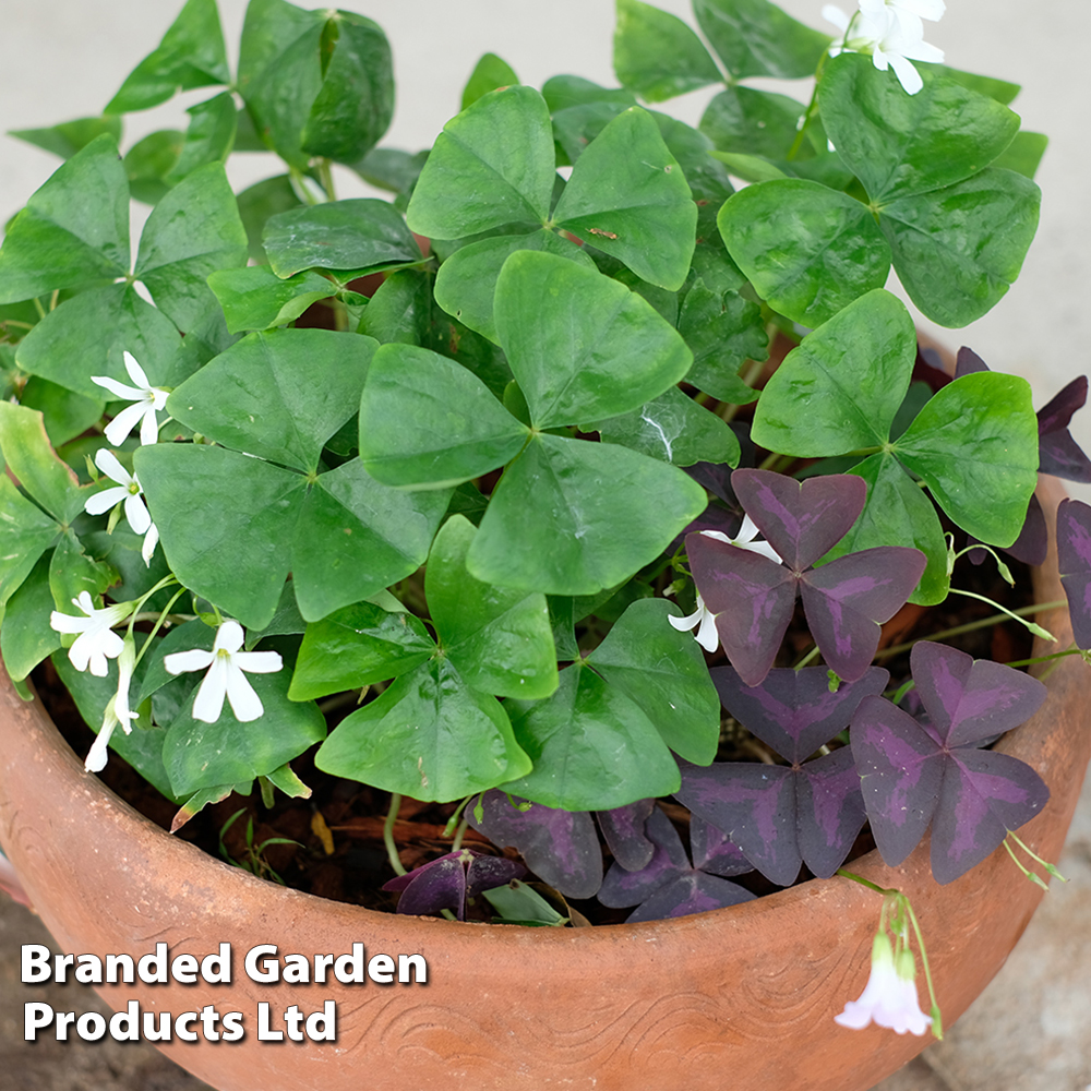 Oxalis triangularis (Green) image