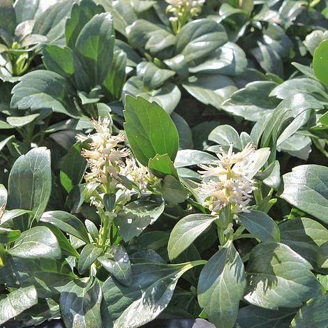 Pachysandra terminalis 'Green Carpet' image