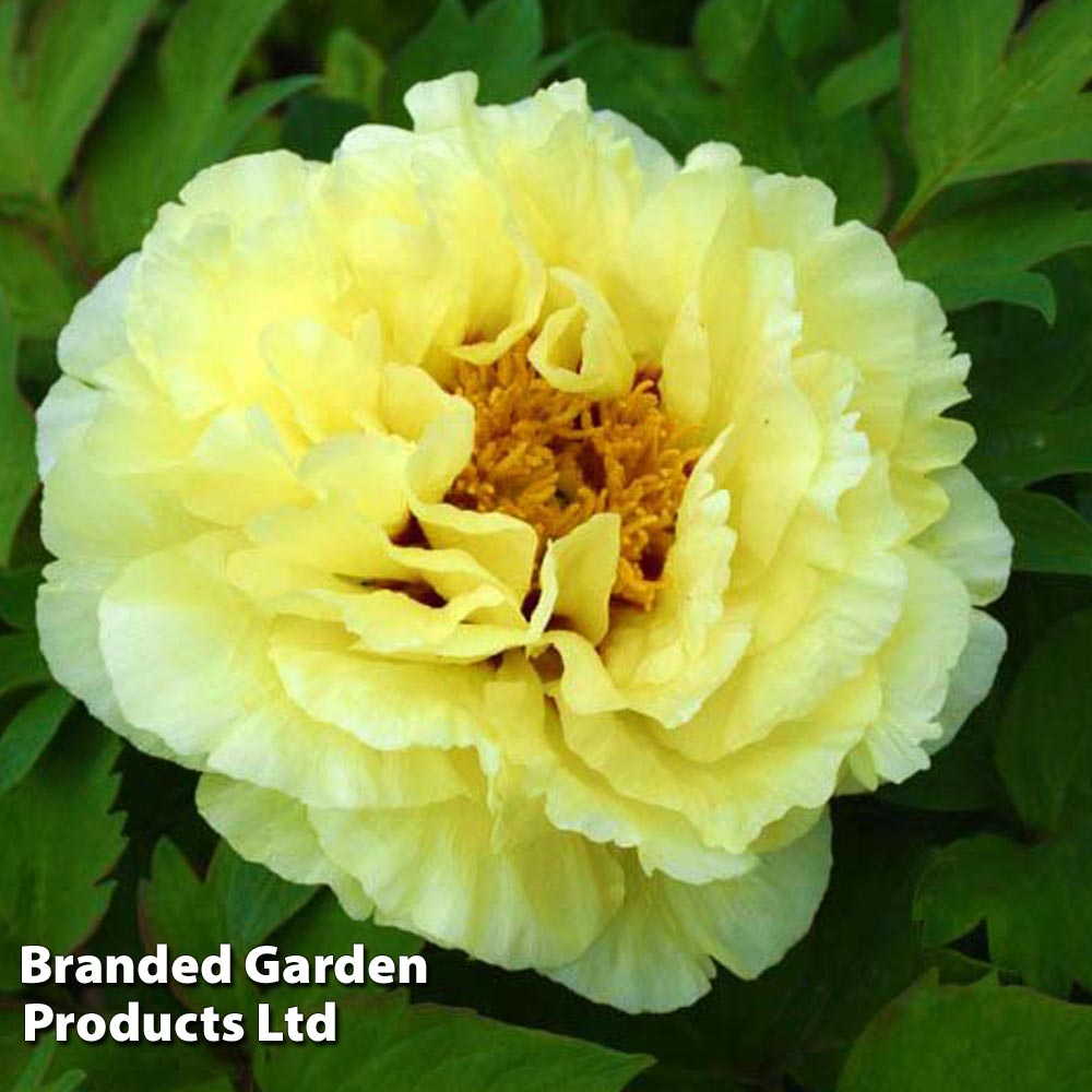 Tree Peony 'Huang Guan' image