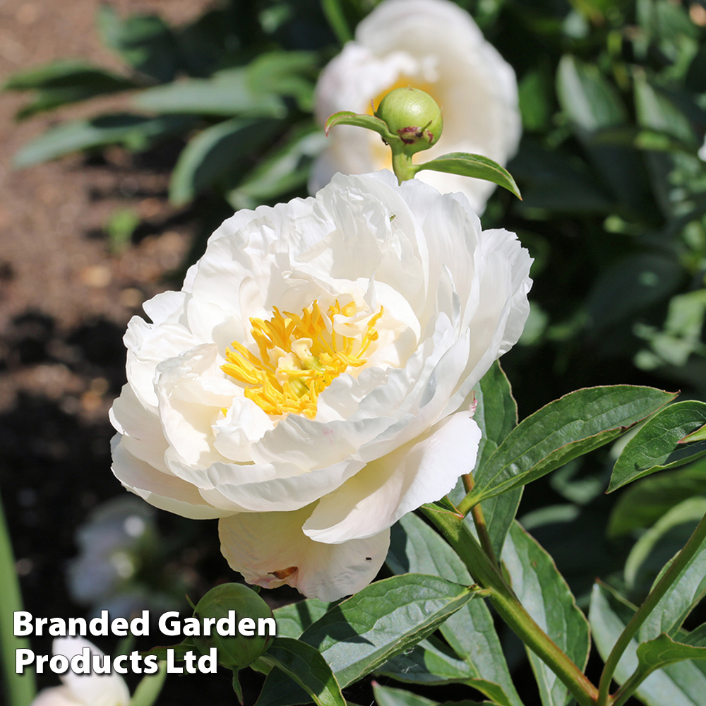 Peony 'Miss America' image