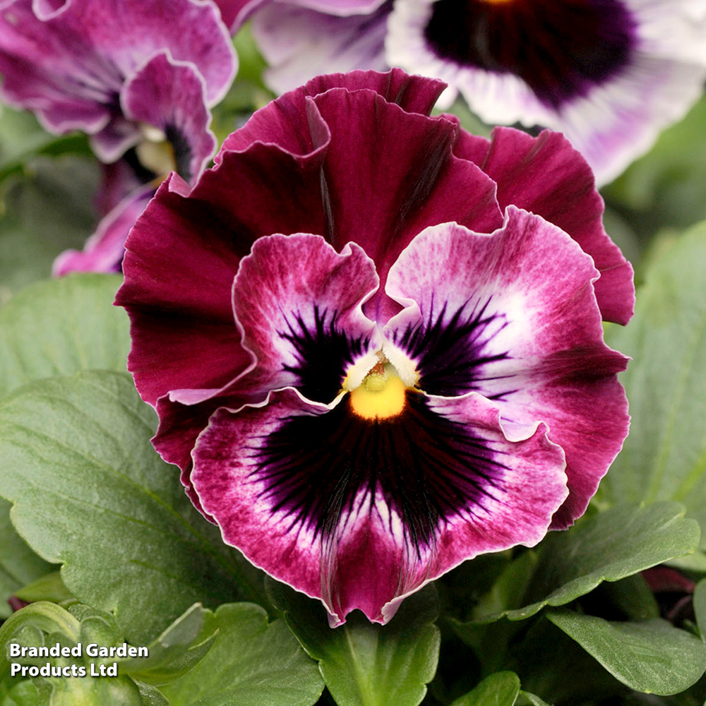 Pansy F1 'Frizzle Sizzle Raspberry' image