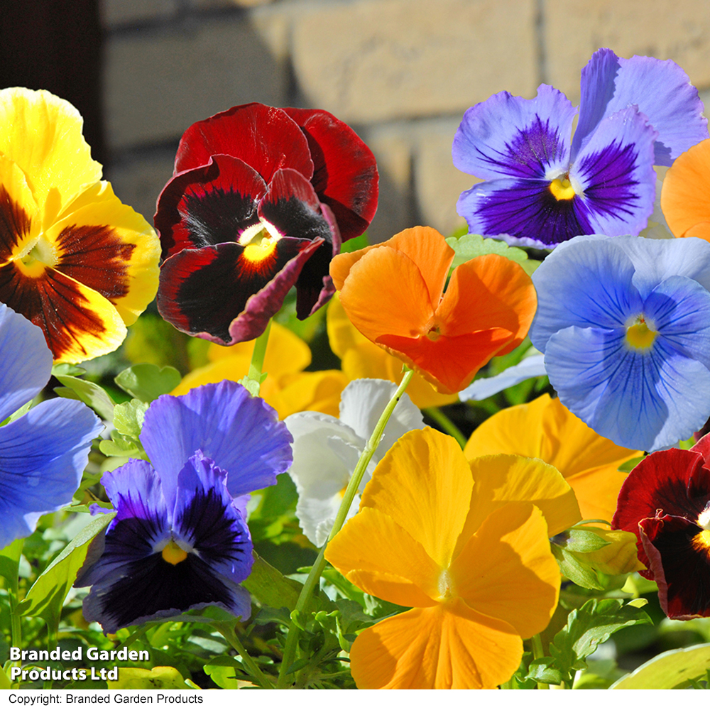 Pansy 'Matrix™ Mixed' image