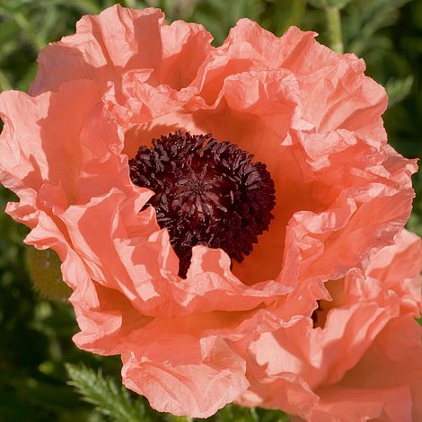 Poppy 'Victoria Louise' image