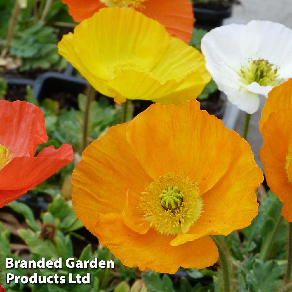 Poppy nudicaule 'Garden Gnome' image