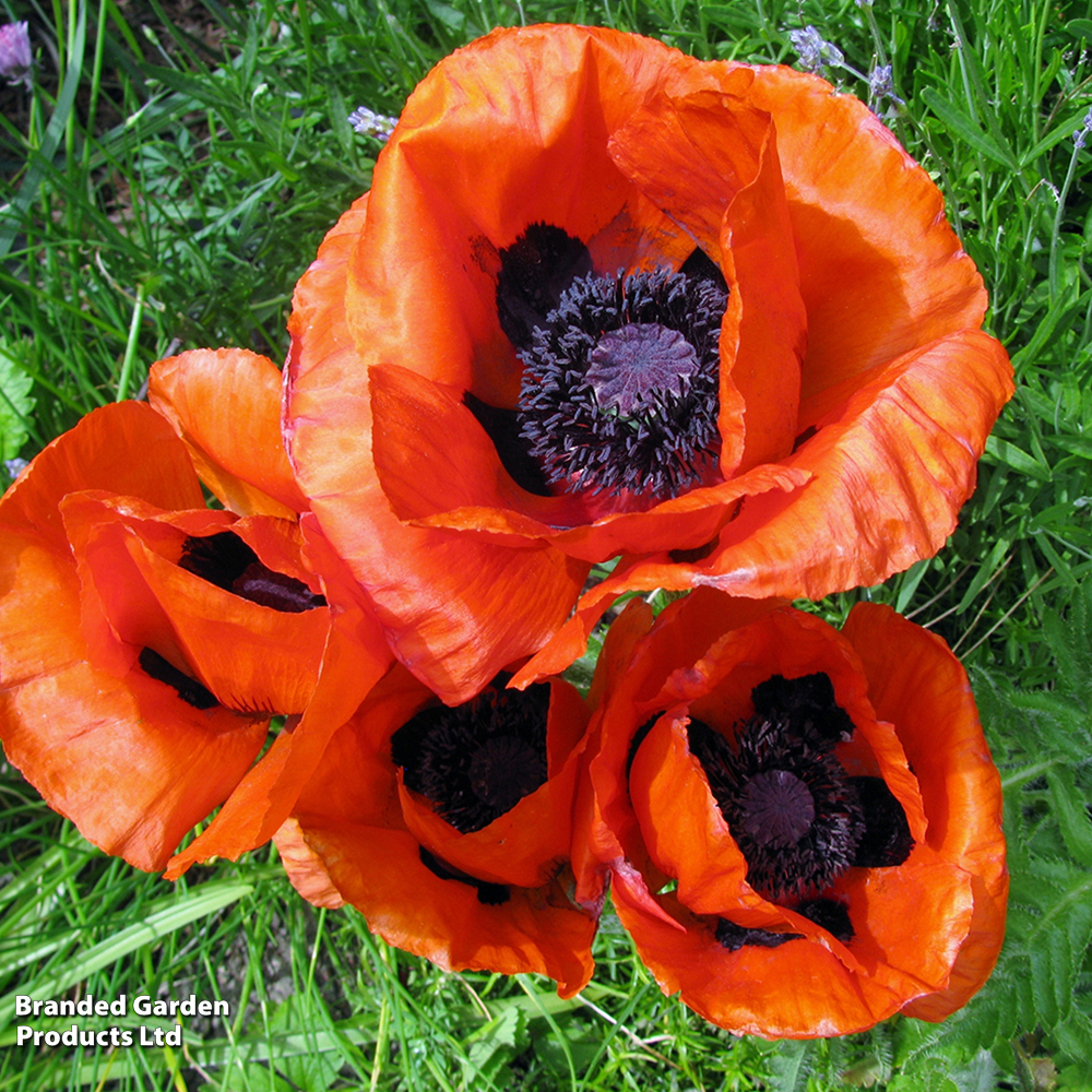 Poppy orientale image