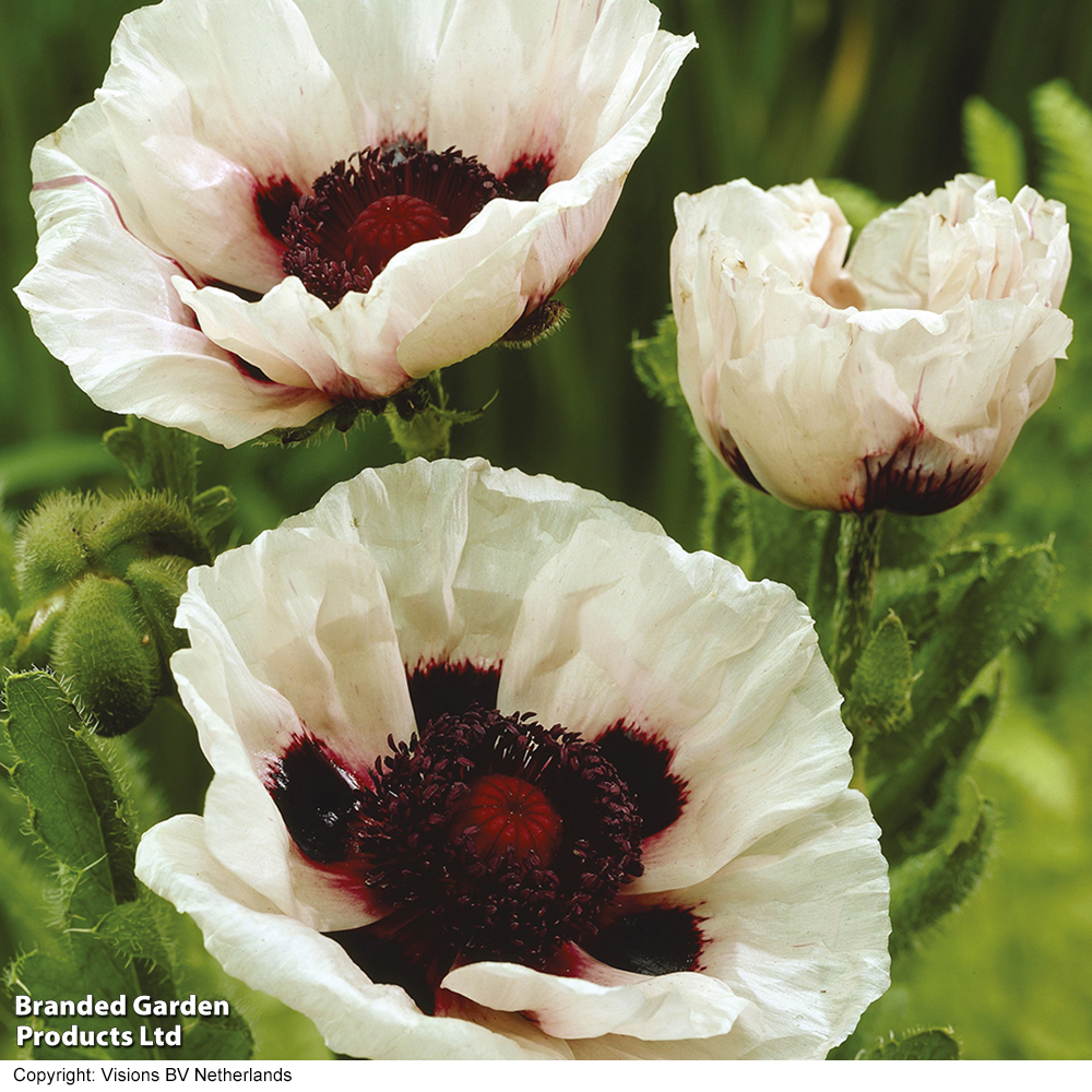 Poppy orientale 'Perry's White' image