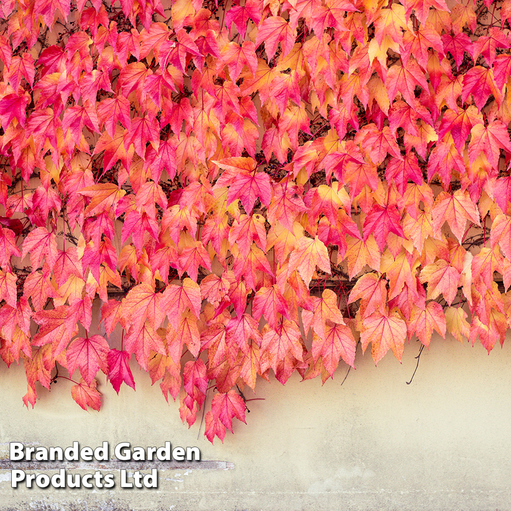 Parthenocissus tricuspidata 'Veitchii' image