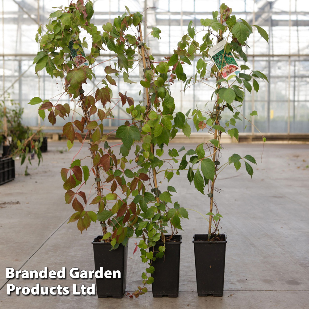 Parthenocissus tricuspidata 'Veitchii Robusta' image