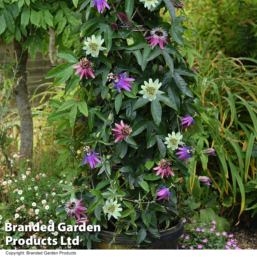 Passiflora 'Tricolor' image