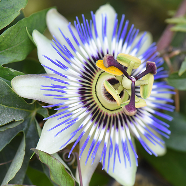 Passiflora caerulea on a Hoop image