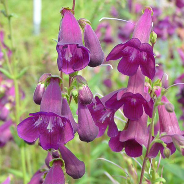 Penstemon 'Countess of Dalkeith' image