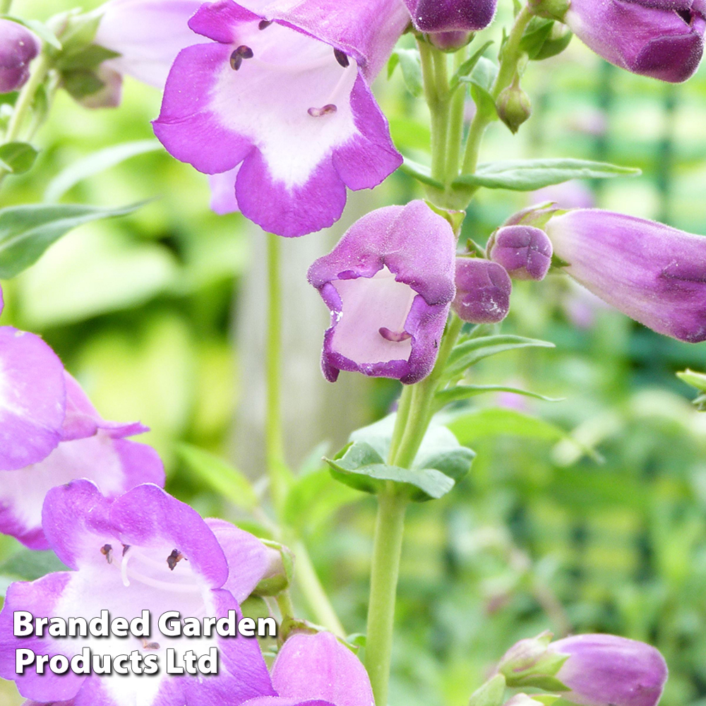 Penstemon 'Lady Alice Hindley' image