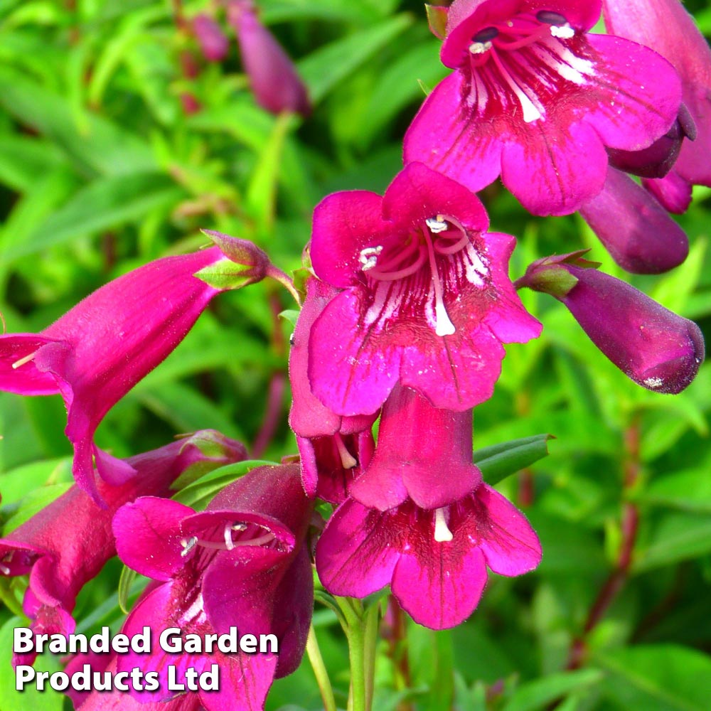 Penstemon 'Blackbird' image