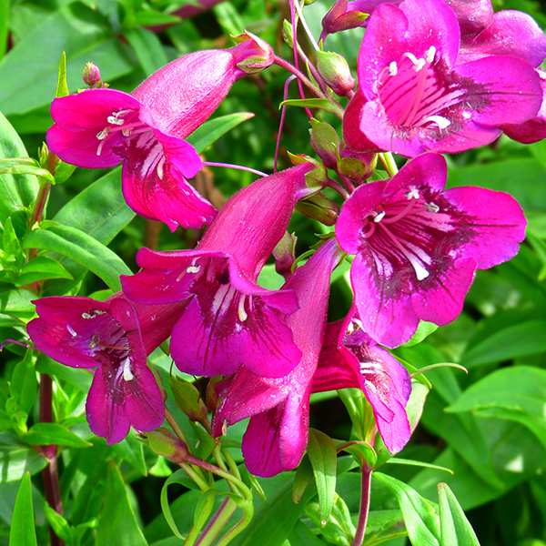 Penstemon 'Pensham Eleanor Young' image