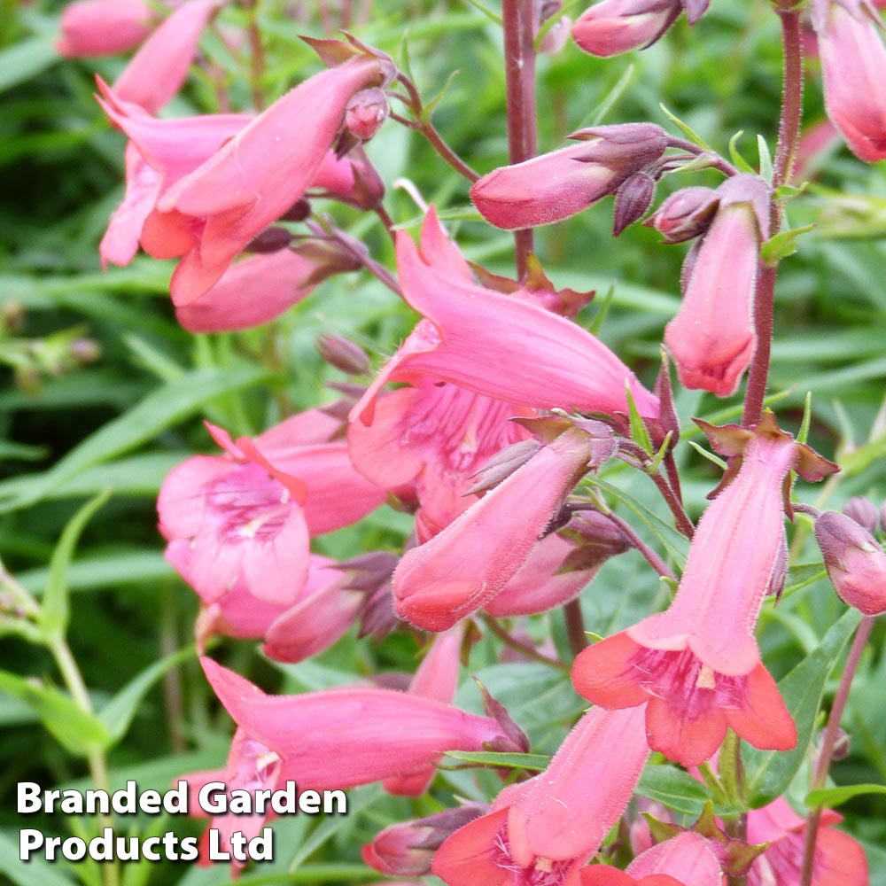 Penstemon 'Firebird' image