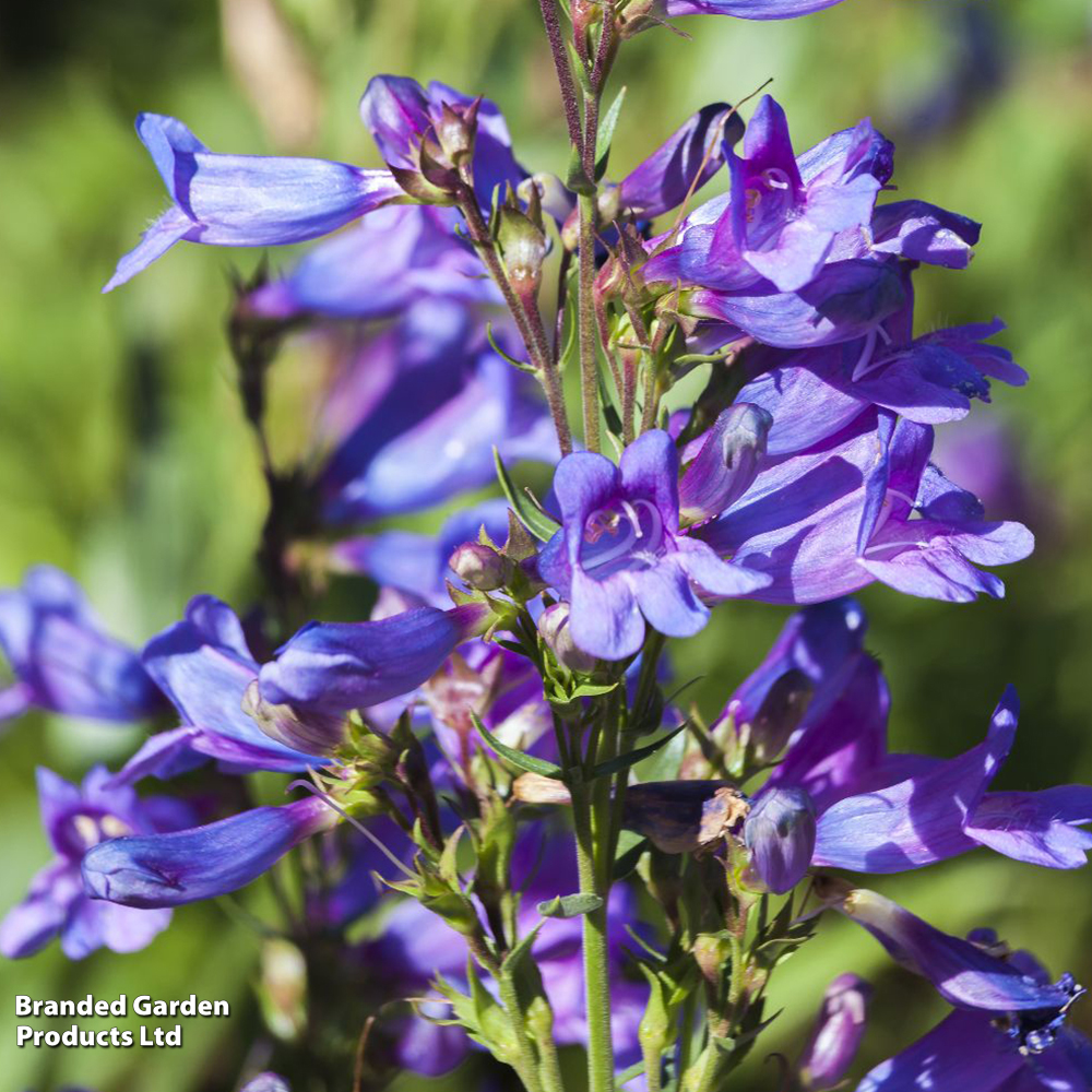 Penstemon heterophyllus 'Heavenly Blue' image