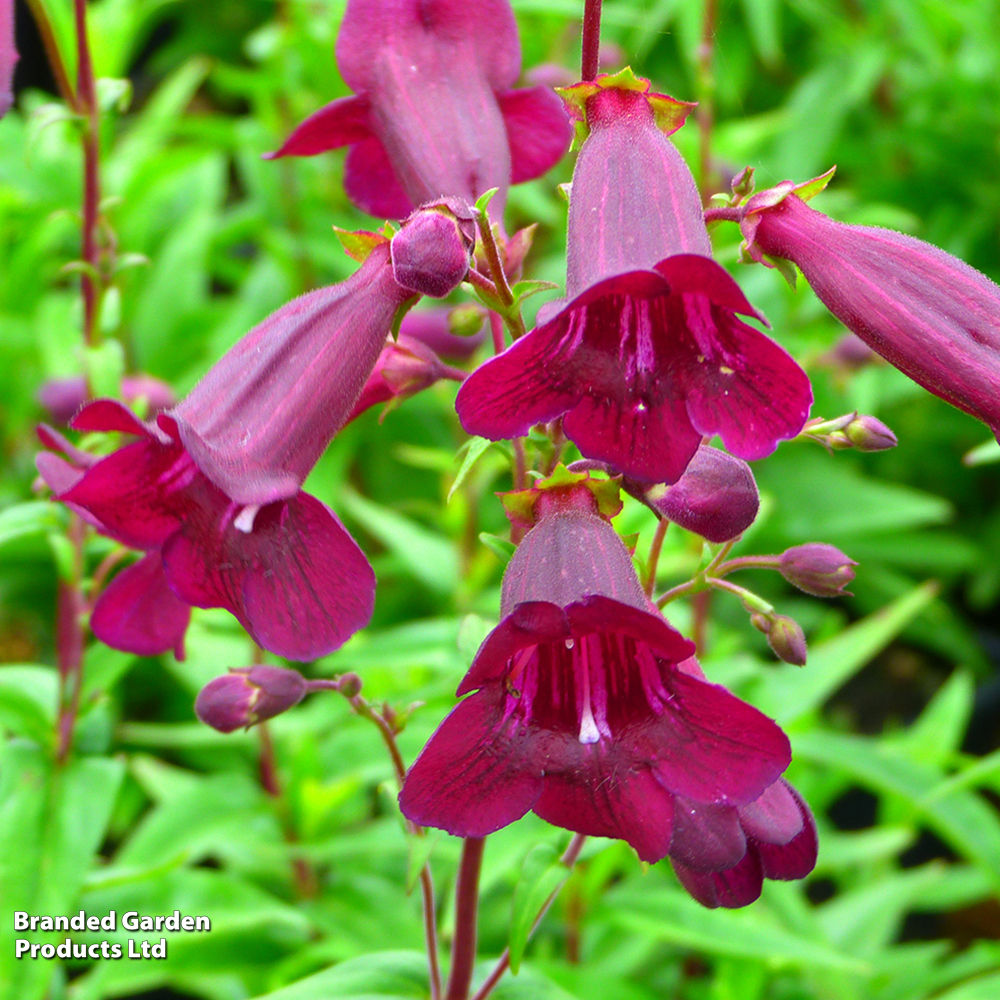 Penstemon 'Pensham Plum Jerkum' image